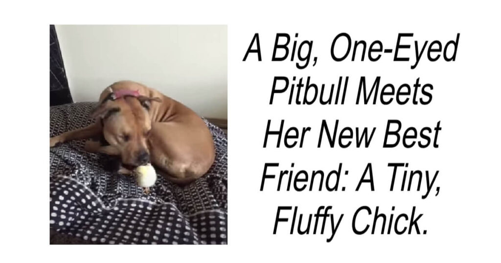 Pitbull Meets Her New Best Friend