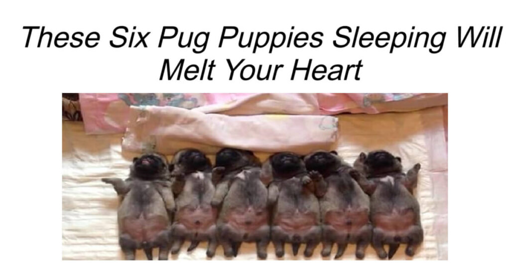 Six Pug Puppies Sleeping Will Melt Your Heart