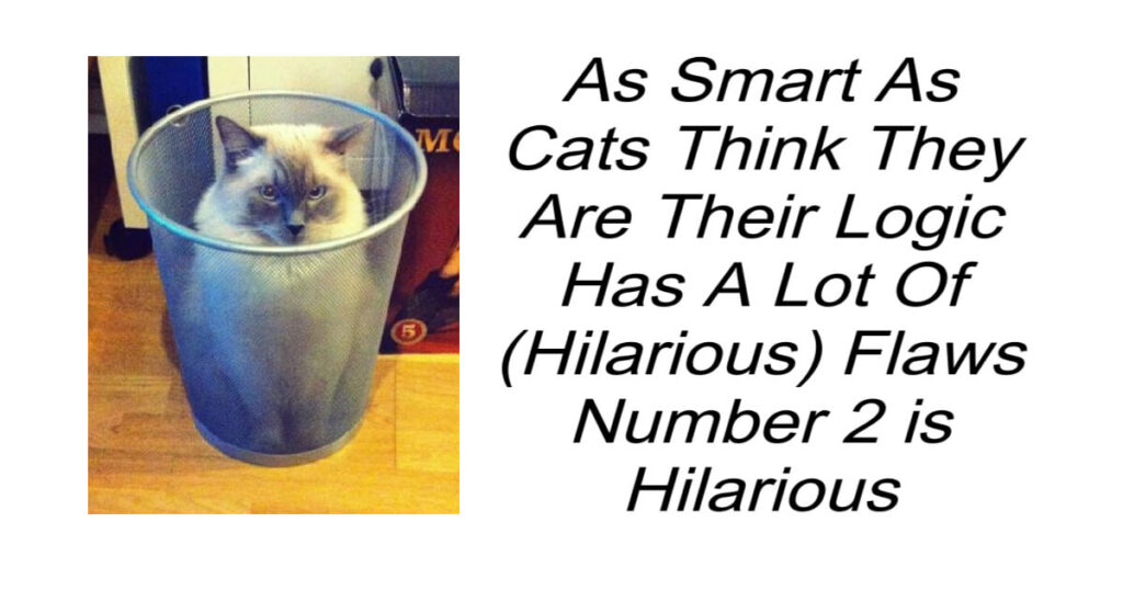 Cats Logic Has A Lot Of (Hilarious) Flaws