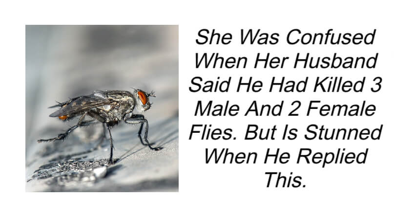 She Was Confused When Her Husband Said He Had Killed 3 Male And 2 Female Flies. But Is Stunned When He Replied This.