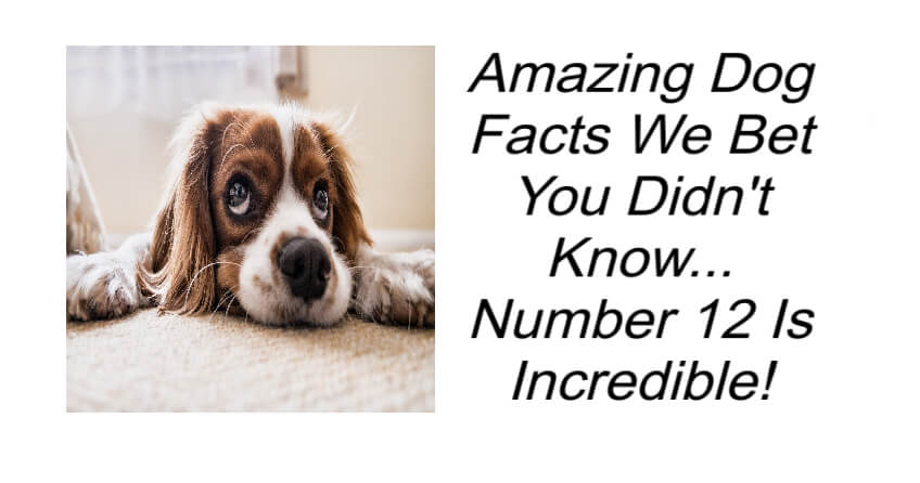 Amazing Dog Facts We Bet You Didn't Know