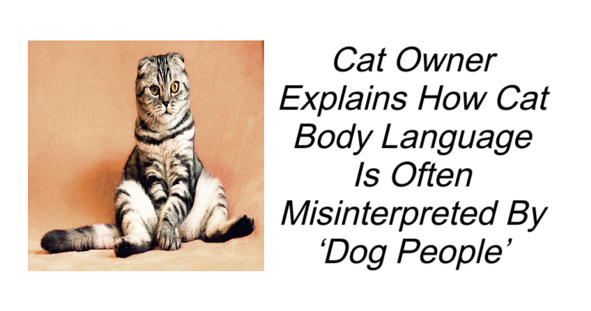 Cat Owner Explains How Cat Body Language Is Misinterpreted