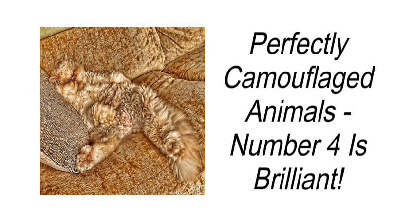 Perfectly Camouflaged Animals