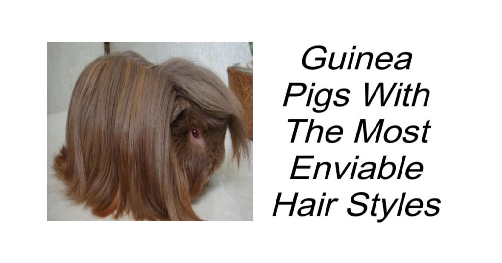 Guinea Pigs With The Most Enviable Hair Styles