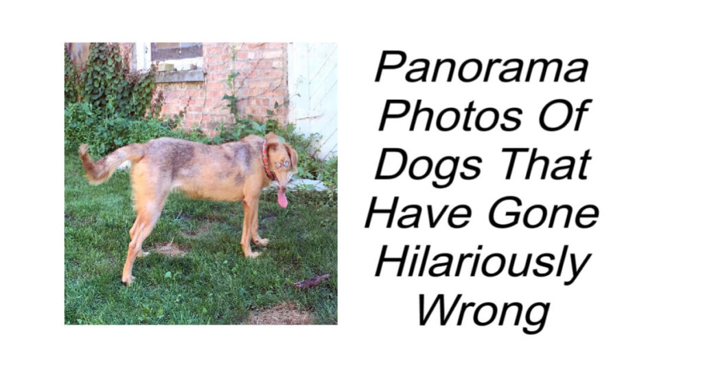 Panorama Photos Of Dogs Gone Wrong