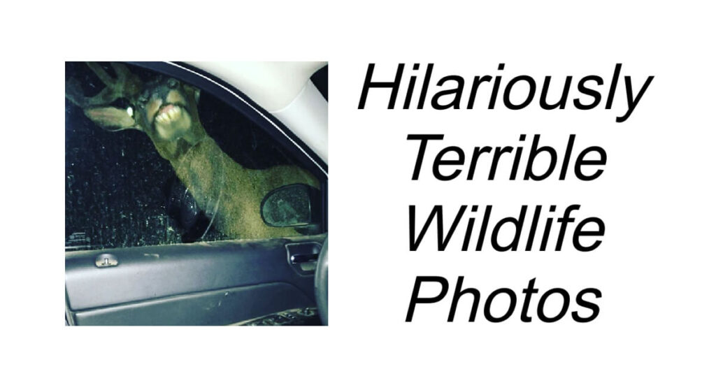 Hilariously Terrible Wildlife Photos