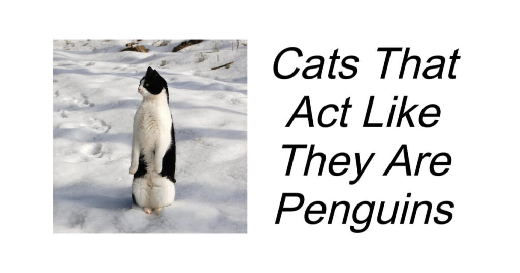 Cats That Act Like They Are Penguins