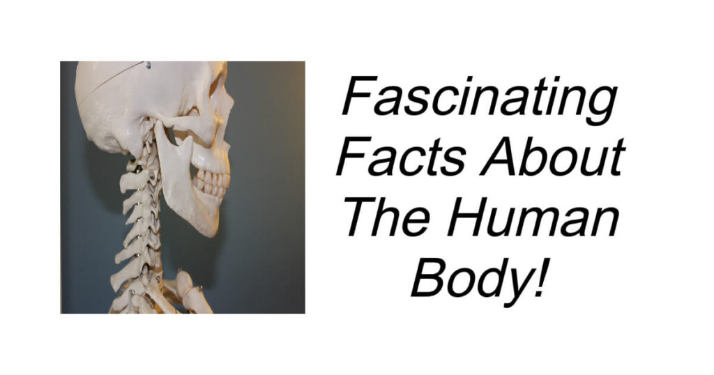 Fascinating Facts About The Human Body