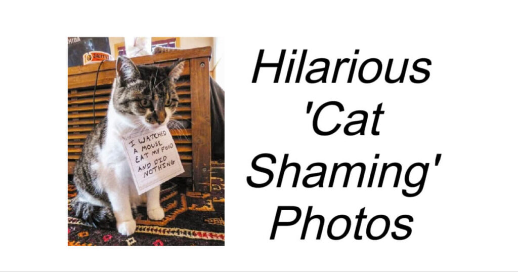 Hilarious 'Cat Shaming' Photos