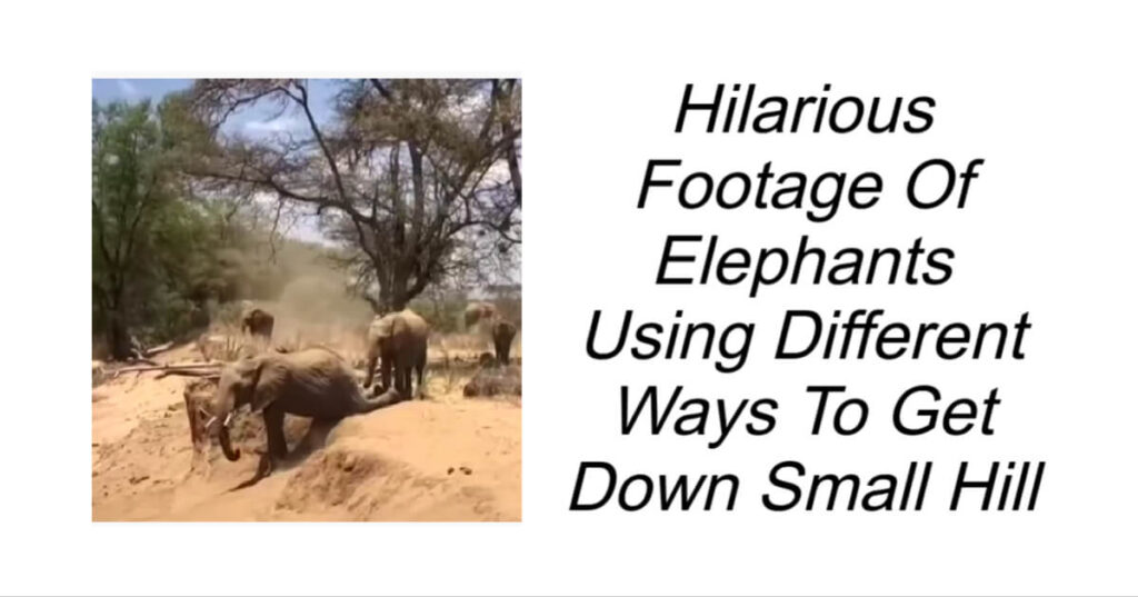 Hilarious Footage Of Elephants Using Different Ways To Get Down Small Hill