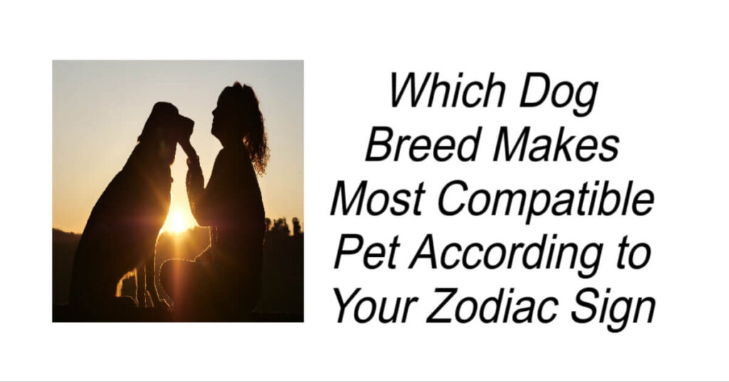 Which Dog Breed Makes Most Compatible Pet