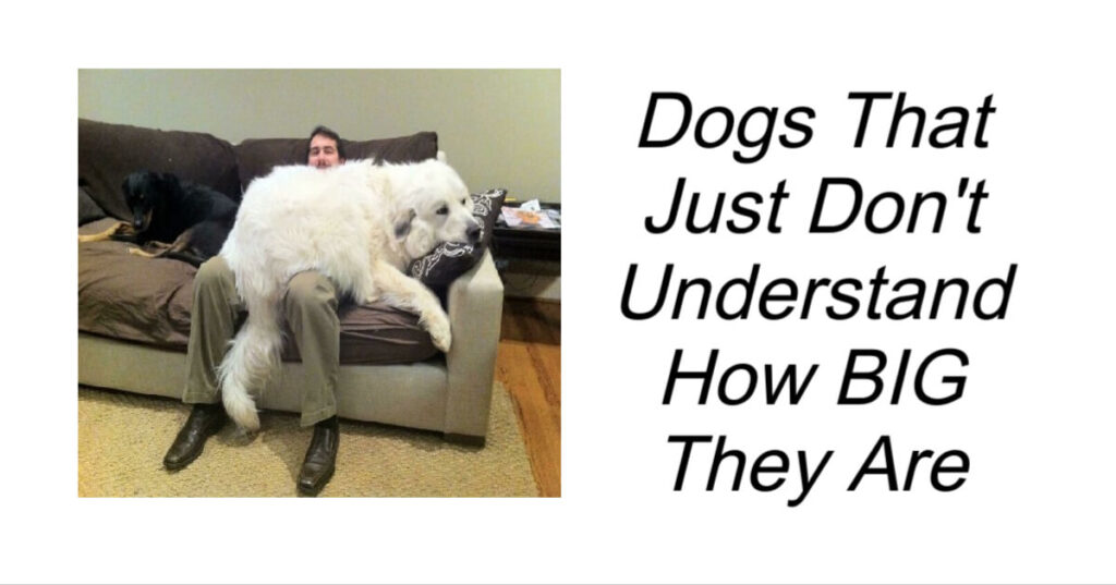 Dogs That Just Don't Understand How BIG They Are