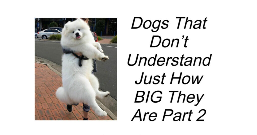 Dogs That Don’t Understand Just How BIG They Are