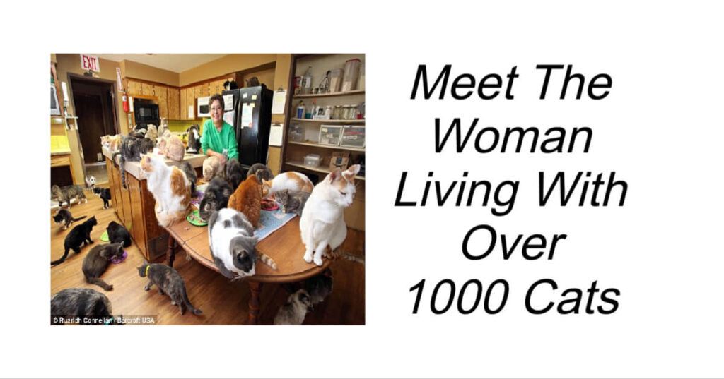 Meet The Woman Living With Over 1000 Cats