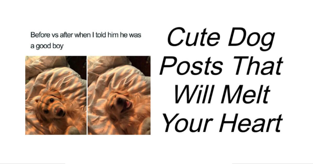 Cute Dog Posts That Will Melt Your Heart