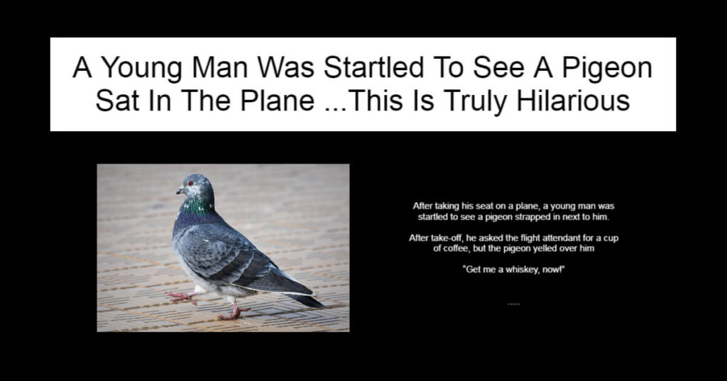 A Young Man Was Startled To See A Pigeon Sat In The Plane