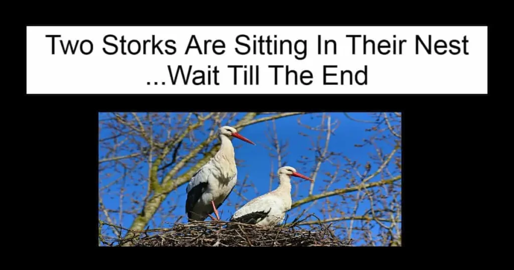 Two Storks Are Sitting In Their Nest