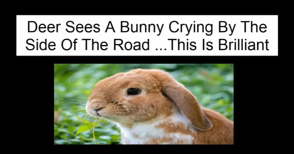 Deer Sees A Bunny Crying