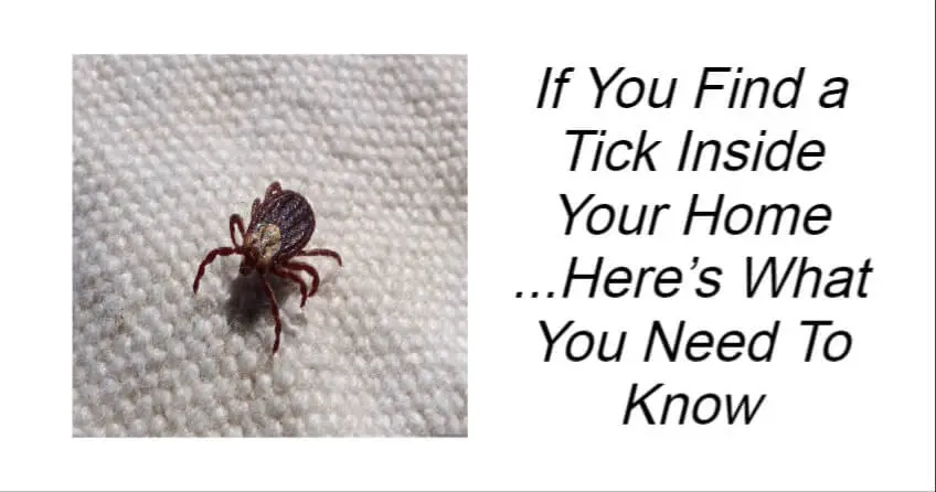 Find a Tick Inside Your Home