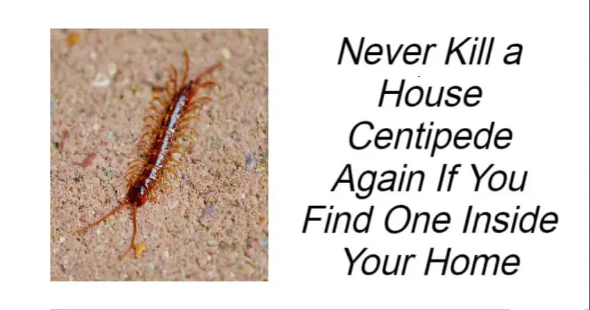 Never Kill a House Centipede Again