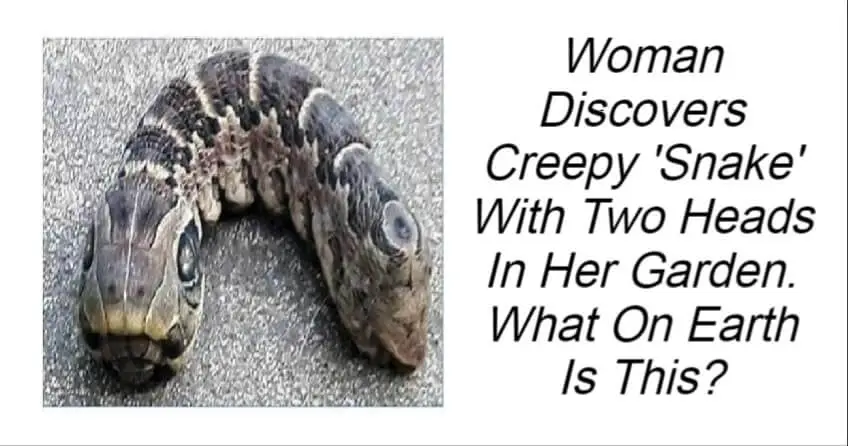 Woman Discovers Creepy Snake With Two Heads