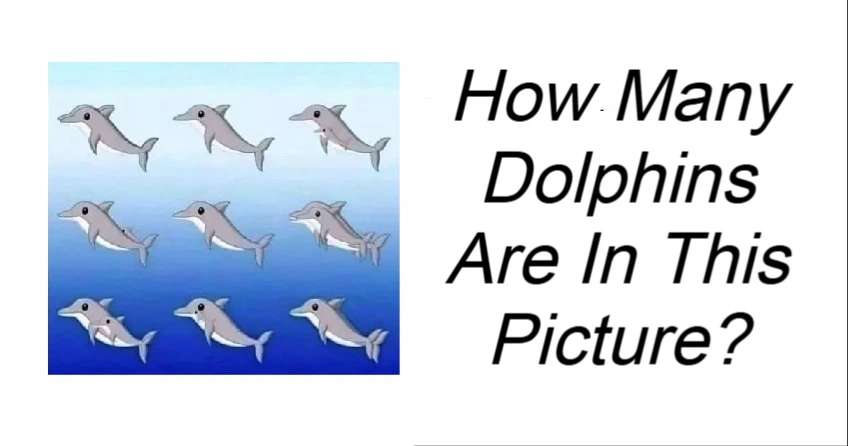 How Many Dolphins Are In This Picture