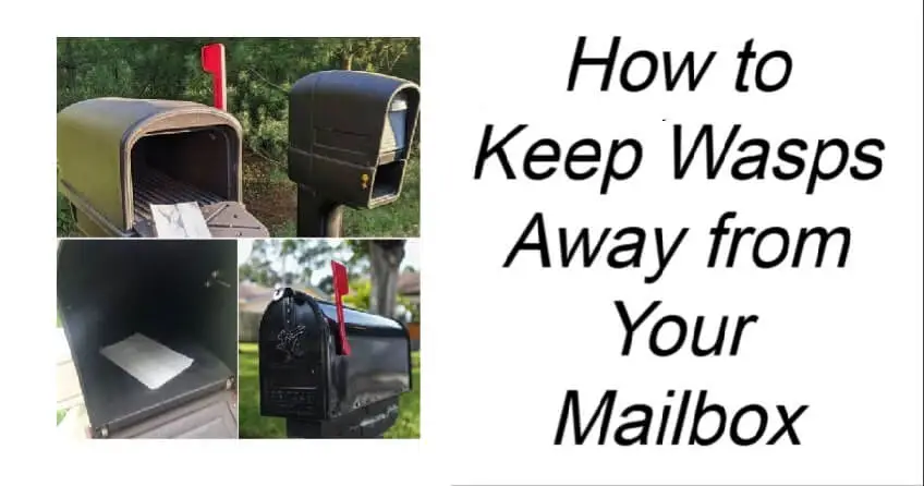 How to Keep Wasps Away from Your Mailbox