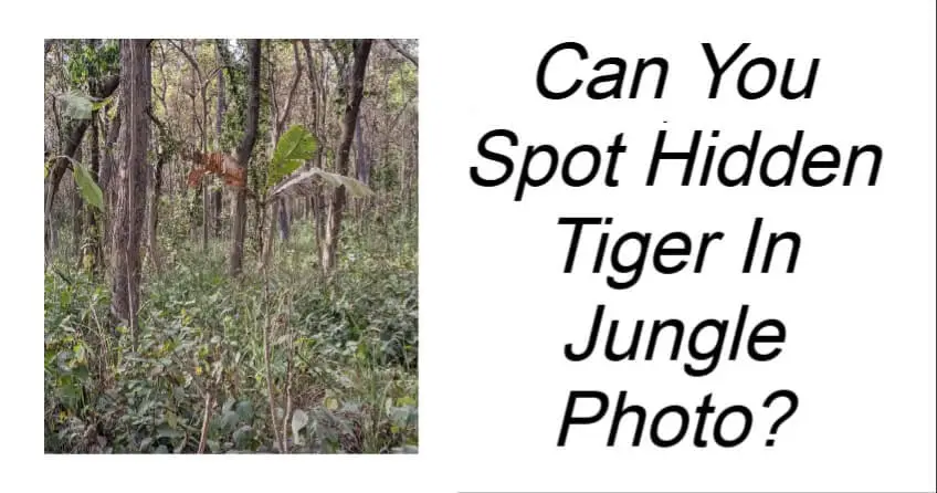 Can You Spot Hidden Tiger In Jungle Photo