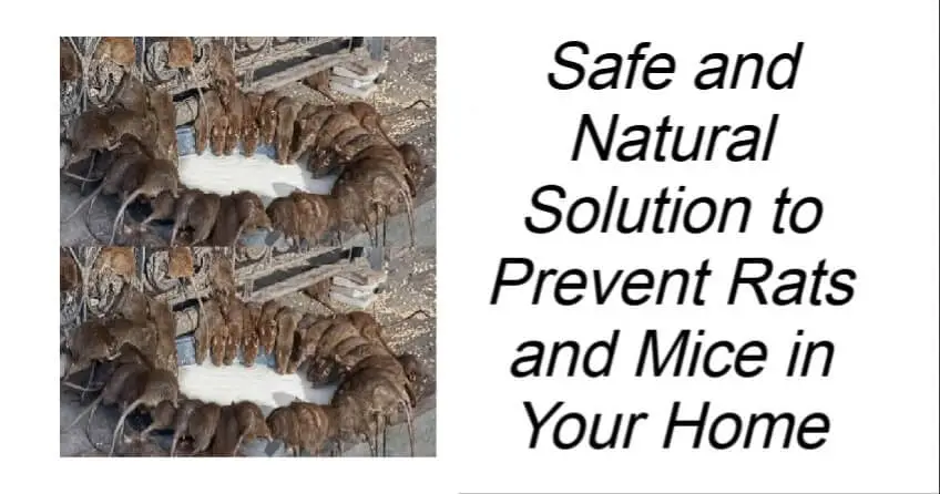 Safe and Natural Solution to Prevent Rats