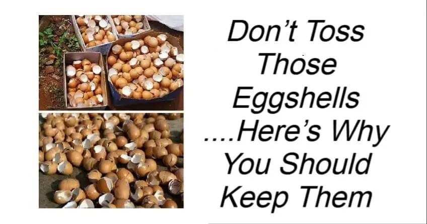 Don’t Toss Those Eggshells