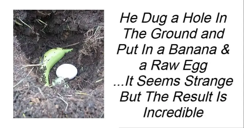 Put a Banana & a Raw Egg In Hole In The Ground