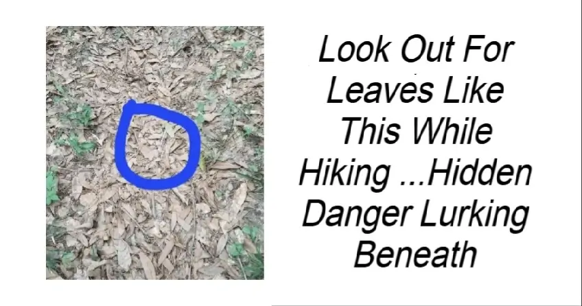 Look Out For Leaves Like This While Hiking