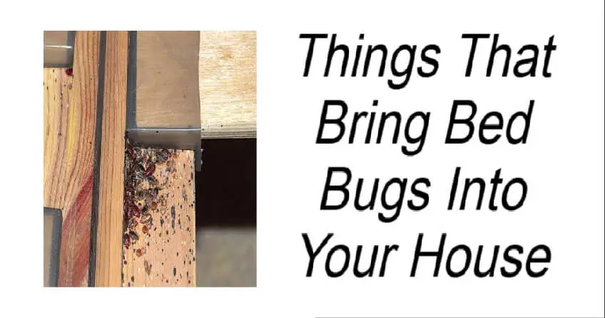 Things That Bring Bed Bugs Into Your House