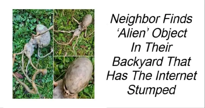 Neighbor Finds ‘Alien’ Object In Their Backyard