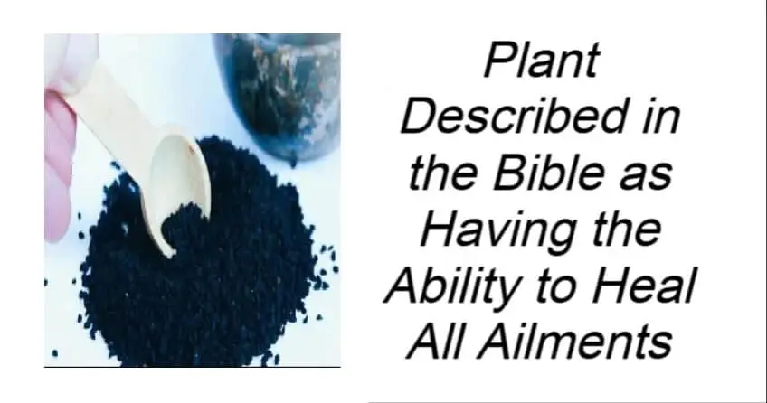 Plant in the Bible Said to Heal All Ailments