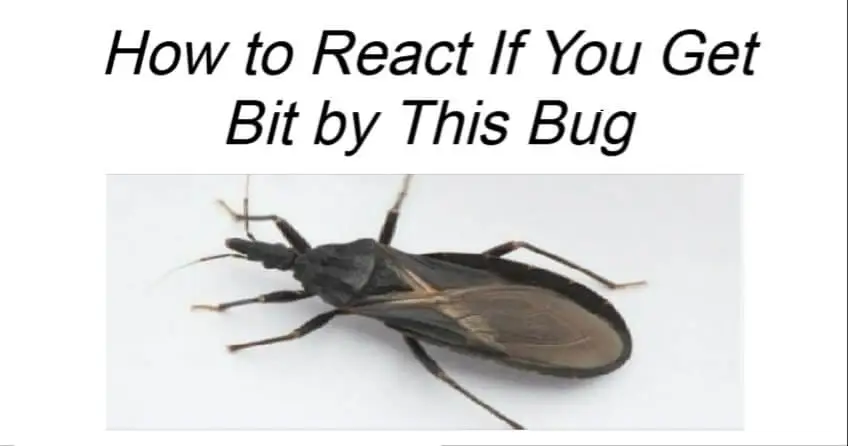 How to React If You Get Bit by This Bug