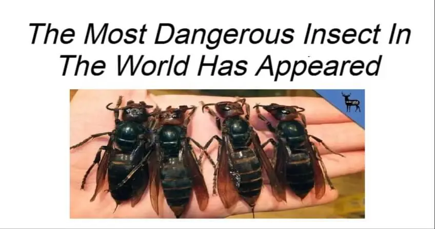 The Most Dangerous Insect In The World Has Appeared