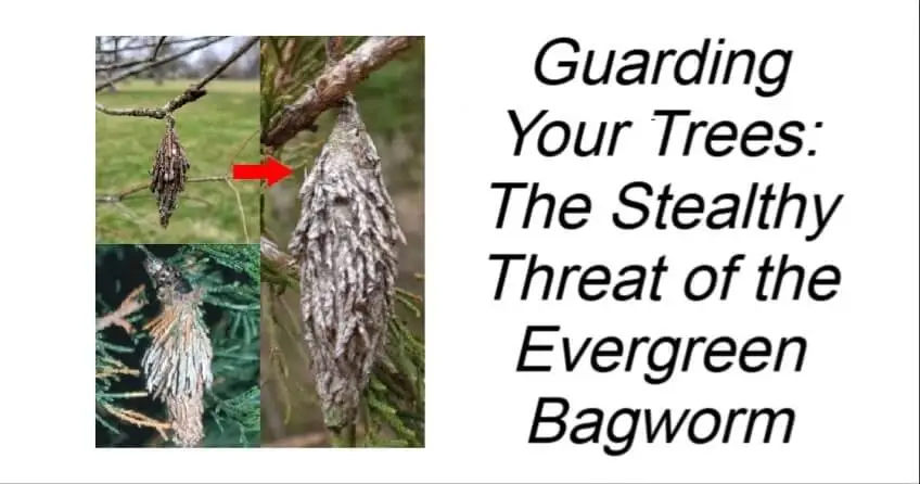 The Stealthy Threat of the Evergreen Bagworm