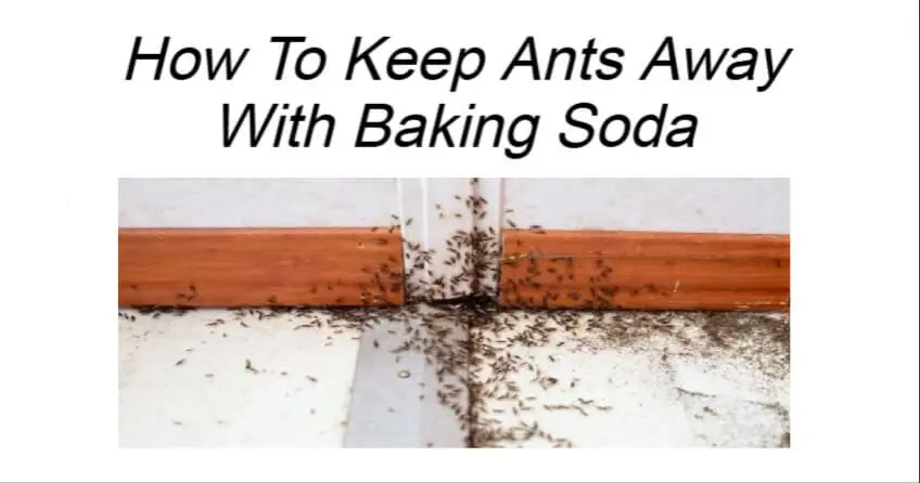 How To Keep Ants Away With Baking Soda