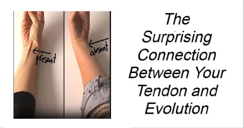 Connection Between Your Tendon and Evolution