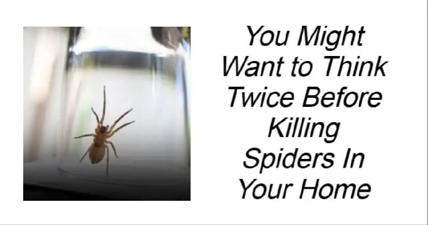 Think Twice Before Killing Spiders In Your Home