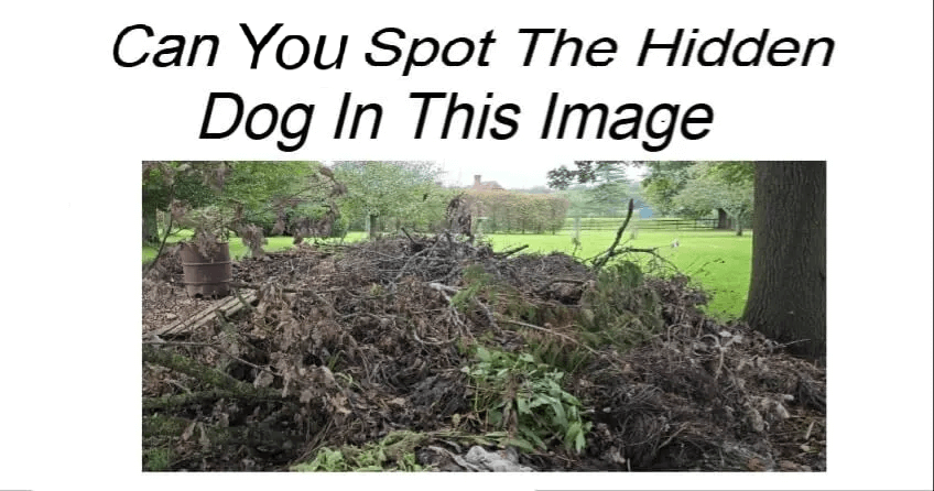 Can You Spot The Hidden Dog In This Image