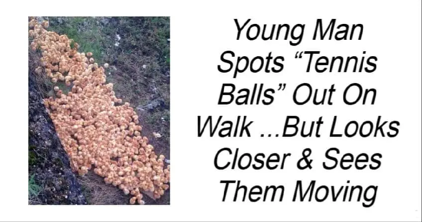 Young Man Spots “Tennis Balls” Out On Walk