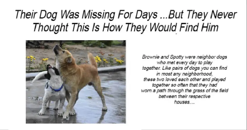 Their Dog Was Missing For Days