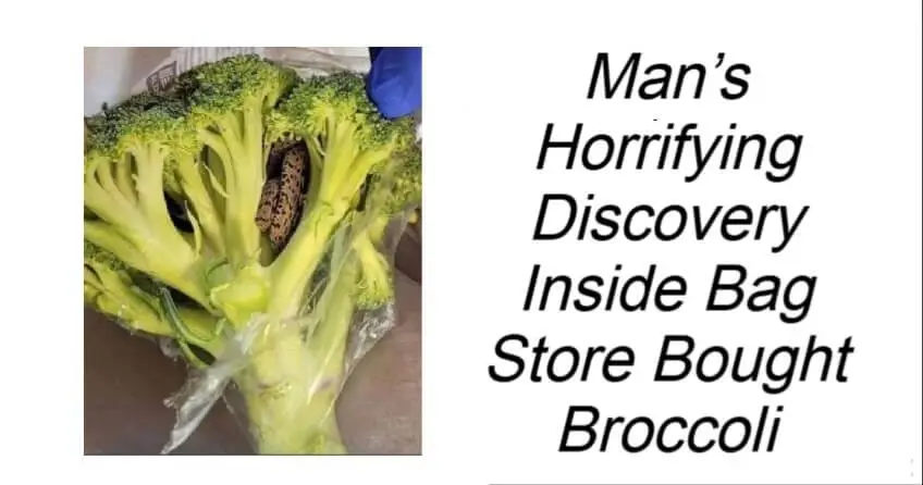 Man’s Horrifying Discovery Inside Bag Store Bought Broccoli