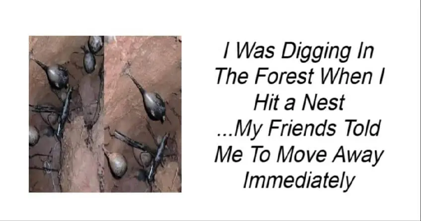 I Was Digging In The Forest When I Hit a Nest