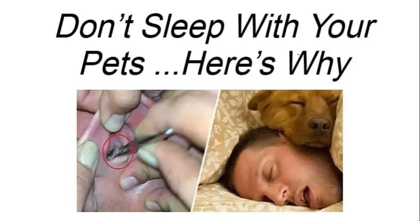 Don’t Sleep With Your Pets