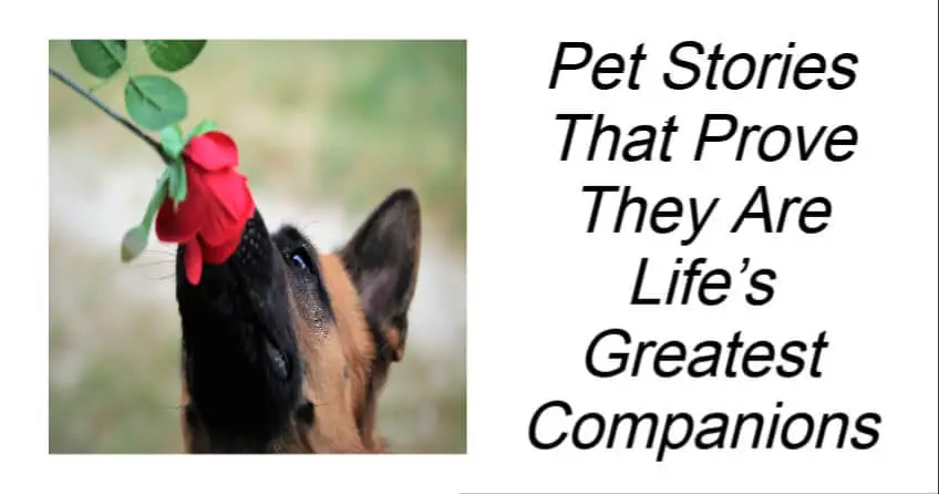 Pet Stories That Prove They Are Life’s Greatest Companions