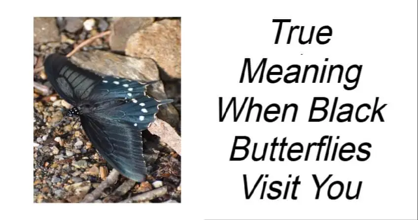 True Meaning When Black Butterflies Visit You